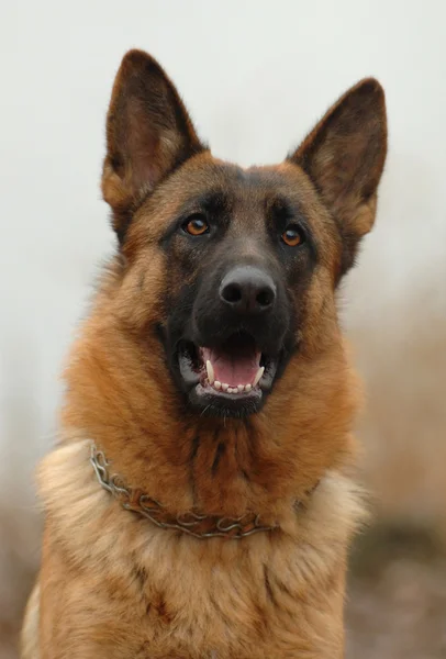 Duitse herder buiten portret — Stockfoto