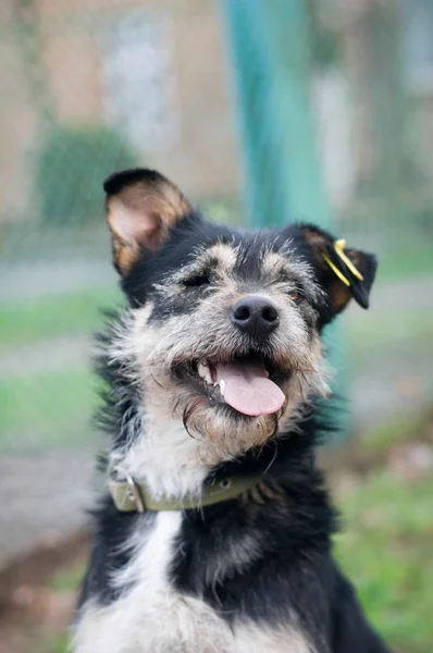 Retrato misto cão raça — Fotografia de Stock