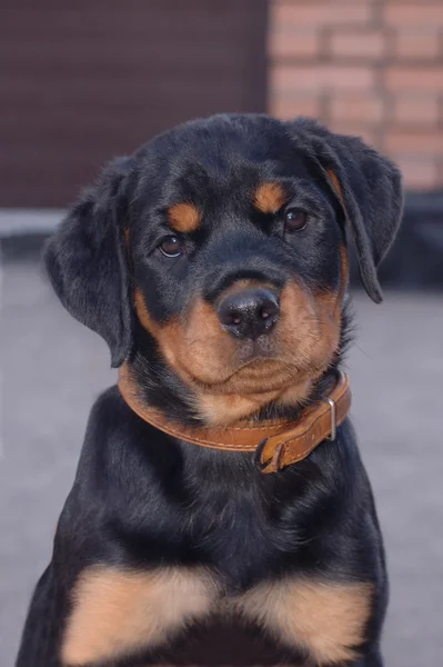 Liten valp av rottweiler — Stockfoto