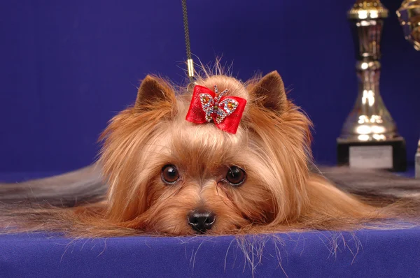 Fajtiszta Yorkshire Terrier — Stock Fotó