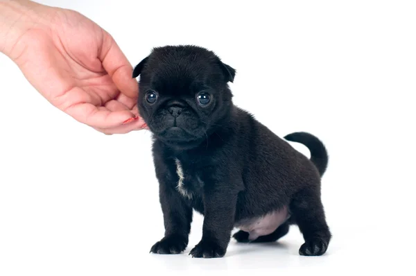 Pequeno filhote de cachorro no estúdio — Fotografia de Stock