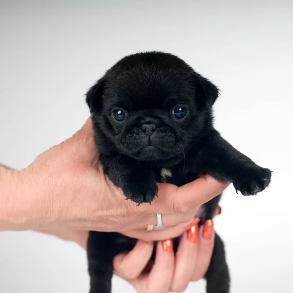 Little pug puppy at studio — Stock Photo, Image