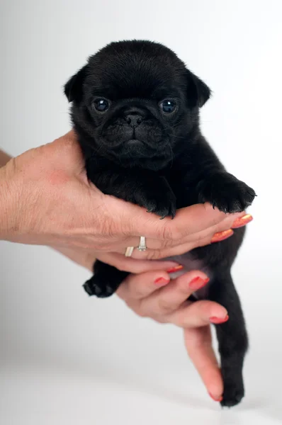 Little pug puppy at studio — Stock Photo, Image