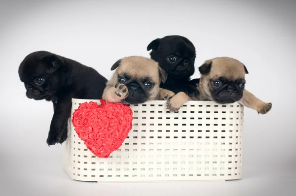 Pug puppies in een doos — Stockfoto