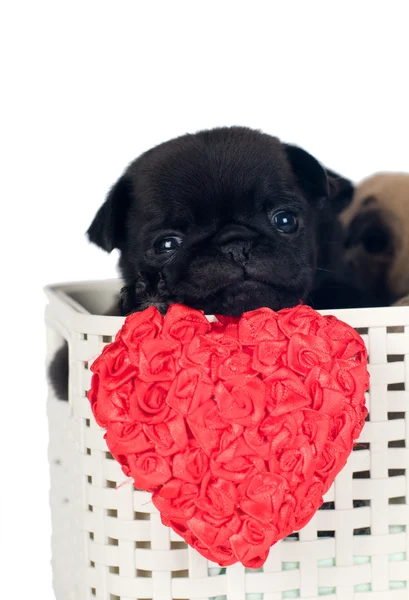 Pug puppies in een doos — Stockfoto