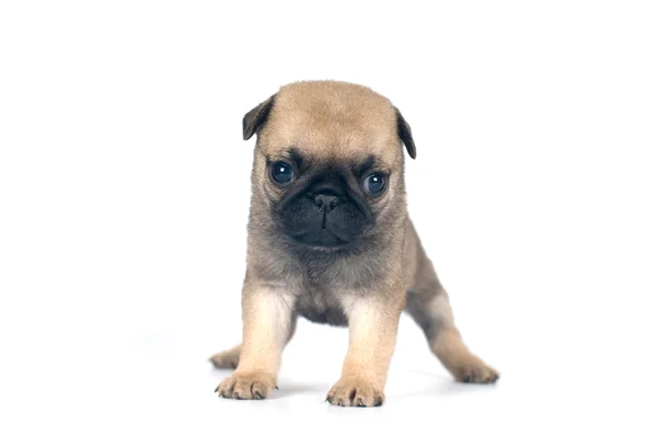 Één maand pug puppy — Stockfoto