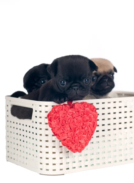 Pug puppies in a box — Stock Photo, Image