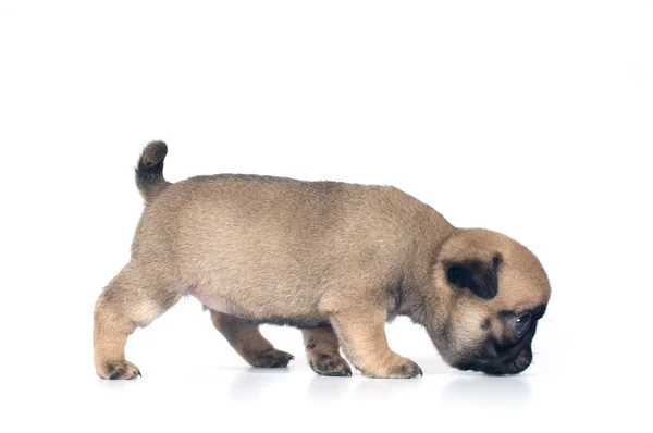 Bir ay pug köpek yavrusu — Stok fotoğraf