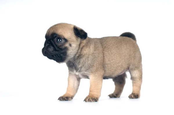 One month pug puppy — Stock Photo, Image