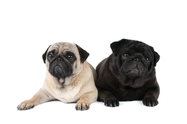 Retrato de dos pugs de pura raza — Foto de Stock