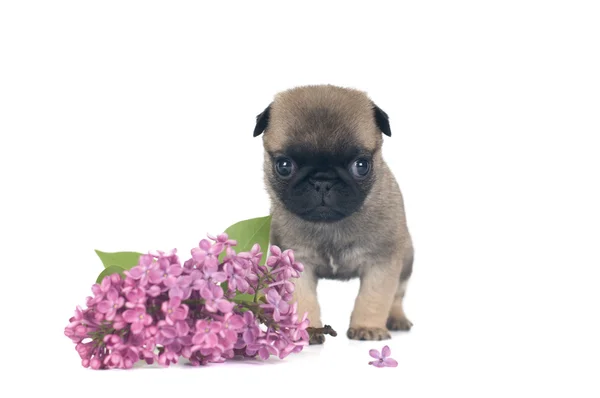 Één maand pug puppy — Stockfoto