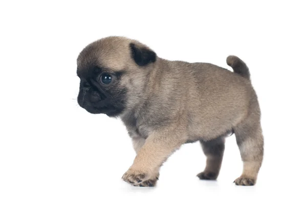 One month pug puppy — Stock Photo, Image