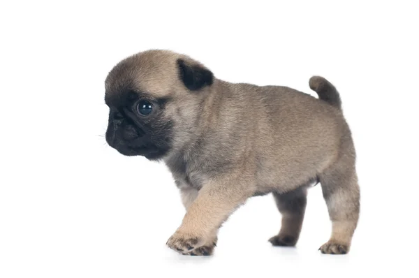 Un mes cachorro de pug — Foto de Stock