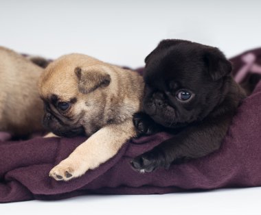 Pug yavrusu portre