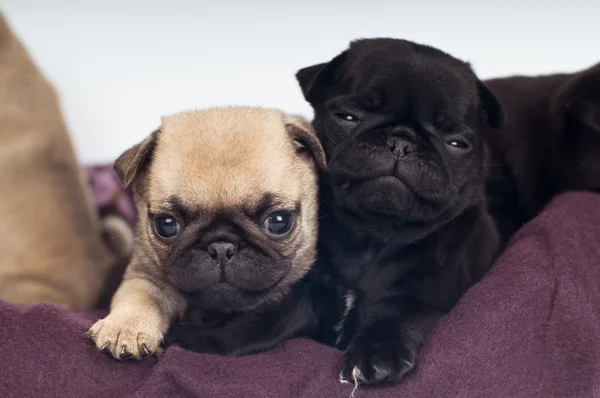 Pug puppies portret — Stockfoto