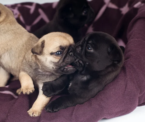 Pug puppies portret — Stockfoto