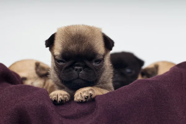 Mops štěňátka portrét — Stock fotografie