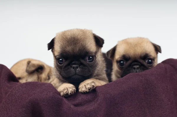 Mops štěňátka portrét — Stock fotografie