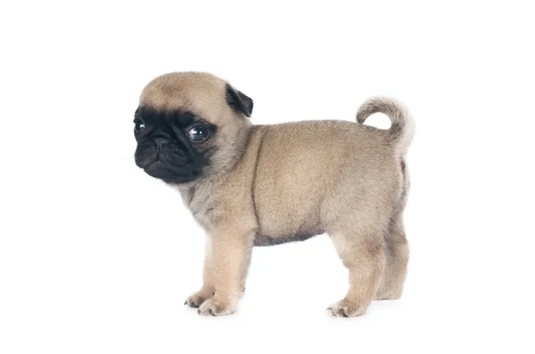 Un mes cachorro de pug — Foto de Stock