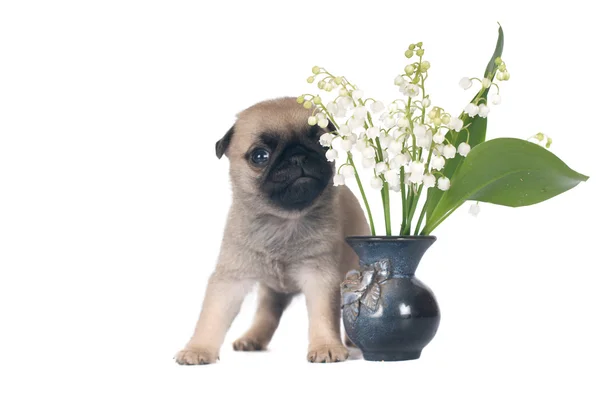 Un mes cachorro de pug — Foto de Stock