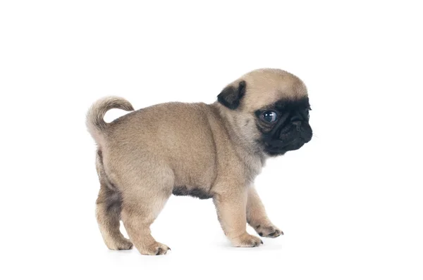 Satu bulan pug puppy — Stok Foto