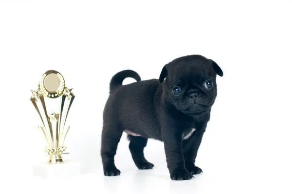 Één maand pug puppy — Stockfoto