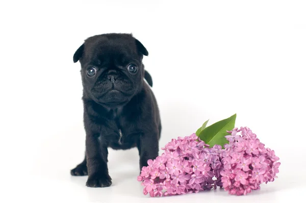 Één maand pug puppy — Stockfoto
