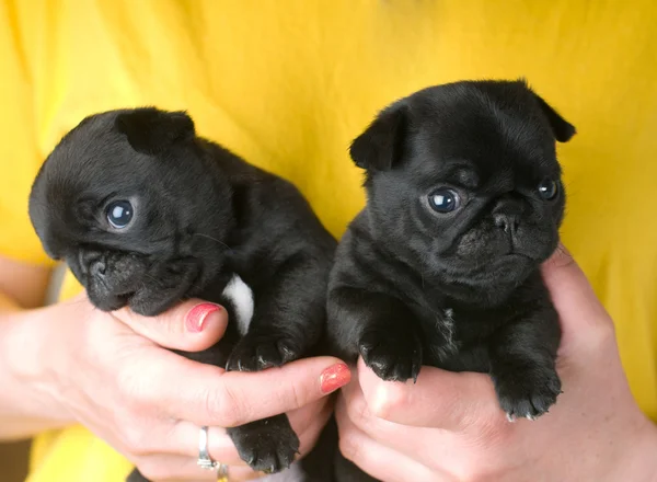 Dos cachorros de cachorro lindo — Foto de Stock