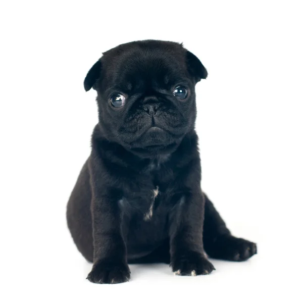 Satu bulan pug puppy — Stok Foto