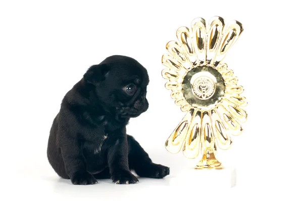 Één maand pug puppy — Stockfoto