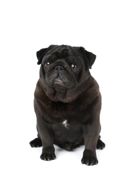 Pug preto isolado em branco — Fotografia de Stock