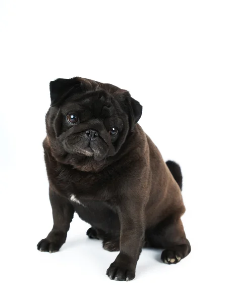 Pug negro aislado en blanco —  Fotos de Stock