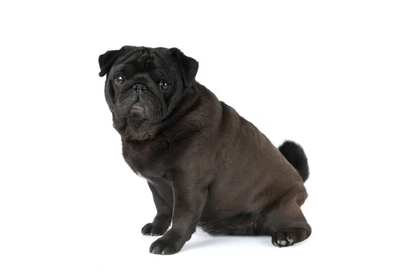 Pug preto isolado em branco — Fotografia de Stock