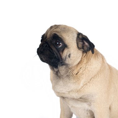 Pug kumlu renk portre üzerinde beyaz izole