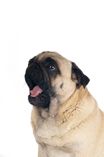 Pug zanderige kleur portret geïsoleerd op wit — Stockfoto