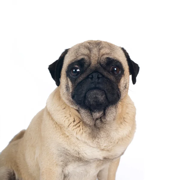 Pug cor arenosa retrato isolado no branco — Fotografia de Stock