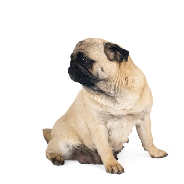 Pug zanderige kleur portret geïsoleerd op wit — Stockfoto