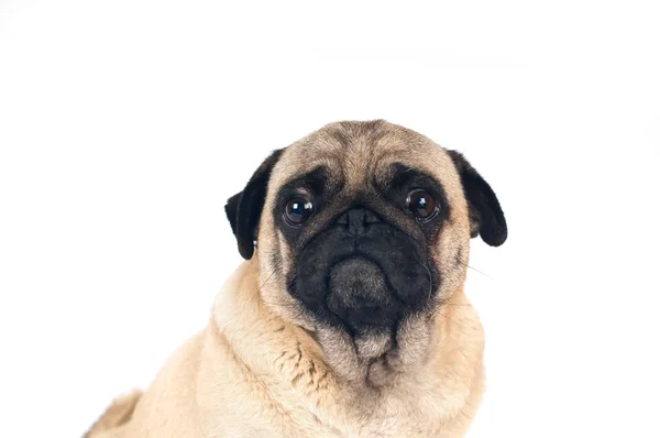 Pug kumlu renk portre üzerinde beyaz izole — Stok fotoğraf