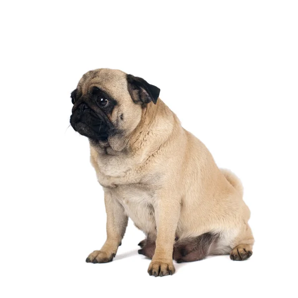Pug zanderige kleur portret geïsoleerd op wit — Stockfoto