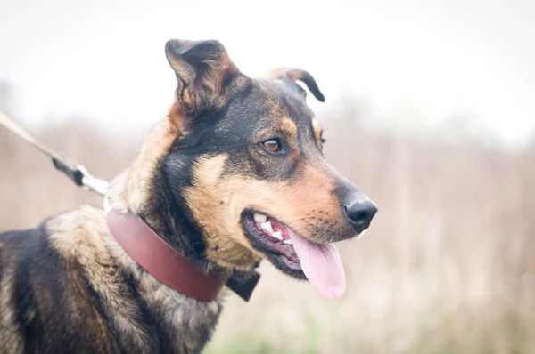 Smíšené plemeno psa portrét venkovní — Stock fotografie