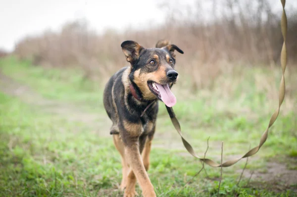 Mischlingshund Porträt im Freien — Stockfoto