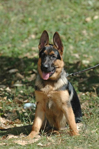 German shepherd puppy outdoor portrait — Stock Photo, Image