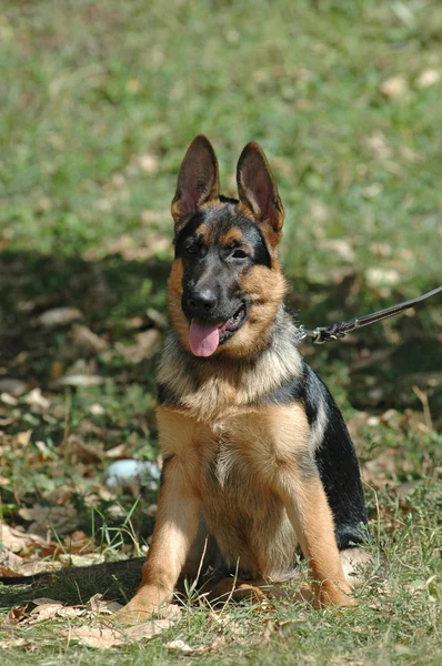 Schäferhund Welpe Außenporträt — Stockfoto