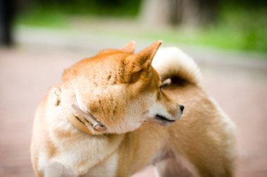 Shiba Inu portre geri dön