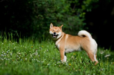 Shiba Inu portre yaz açık