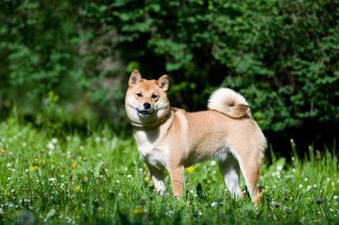 Shiba Inu portre yaz açık