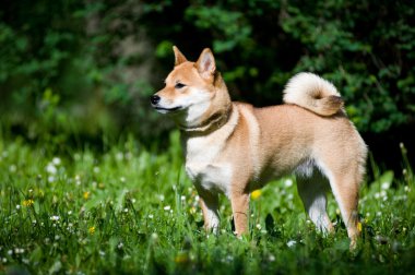 Shiba Inu portre yaz açık