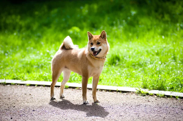 Shiba Inu portre yaz açık — Stok fotoğraf