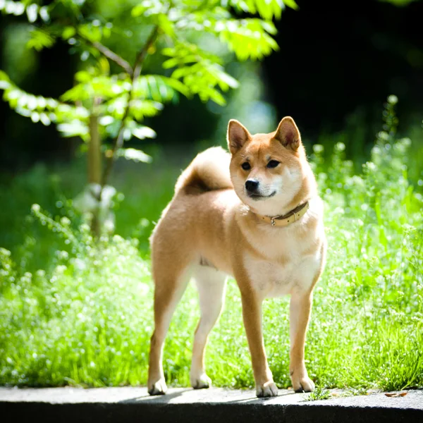 Shiba inu Porträt im Freien im Sommer — Stockfoto