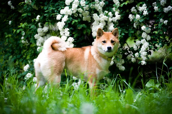 Shiba Inu portre yaz açık — Stok fotoğraf